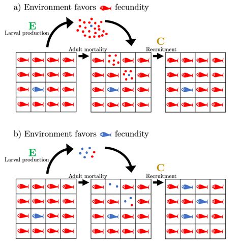 lottery model ecology|Lottery competition .